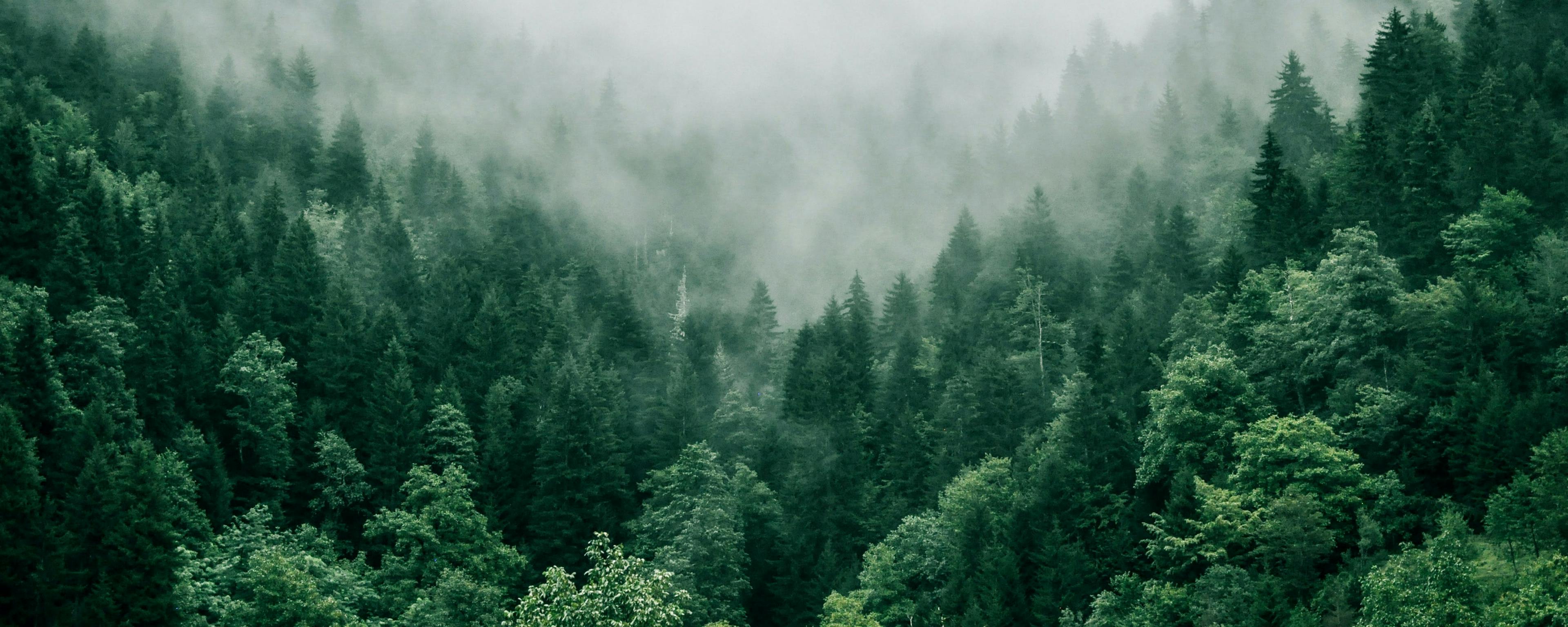 Green trees in a forest, with misty clouds