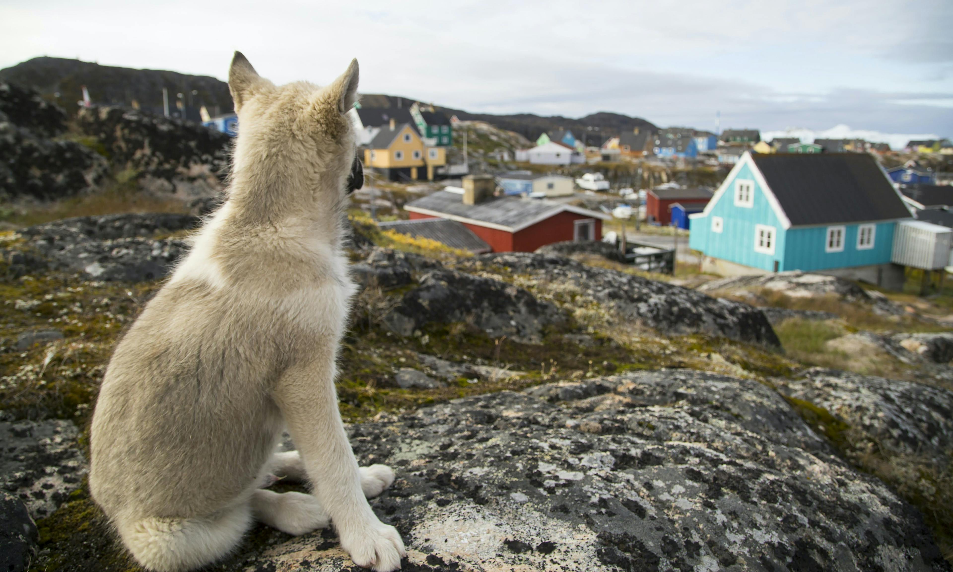 Cute puppy looking over a viewpoint