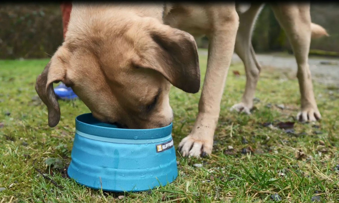 Dog drinking out of a blue Ruffwear bowl