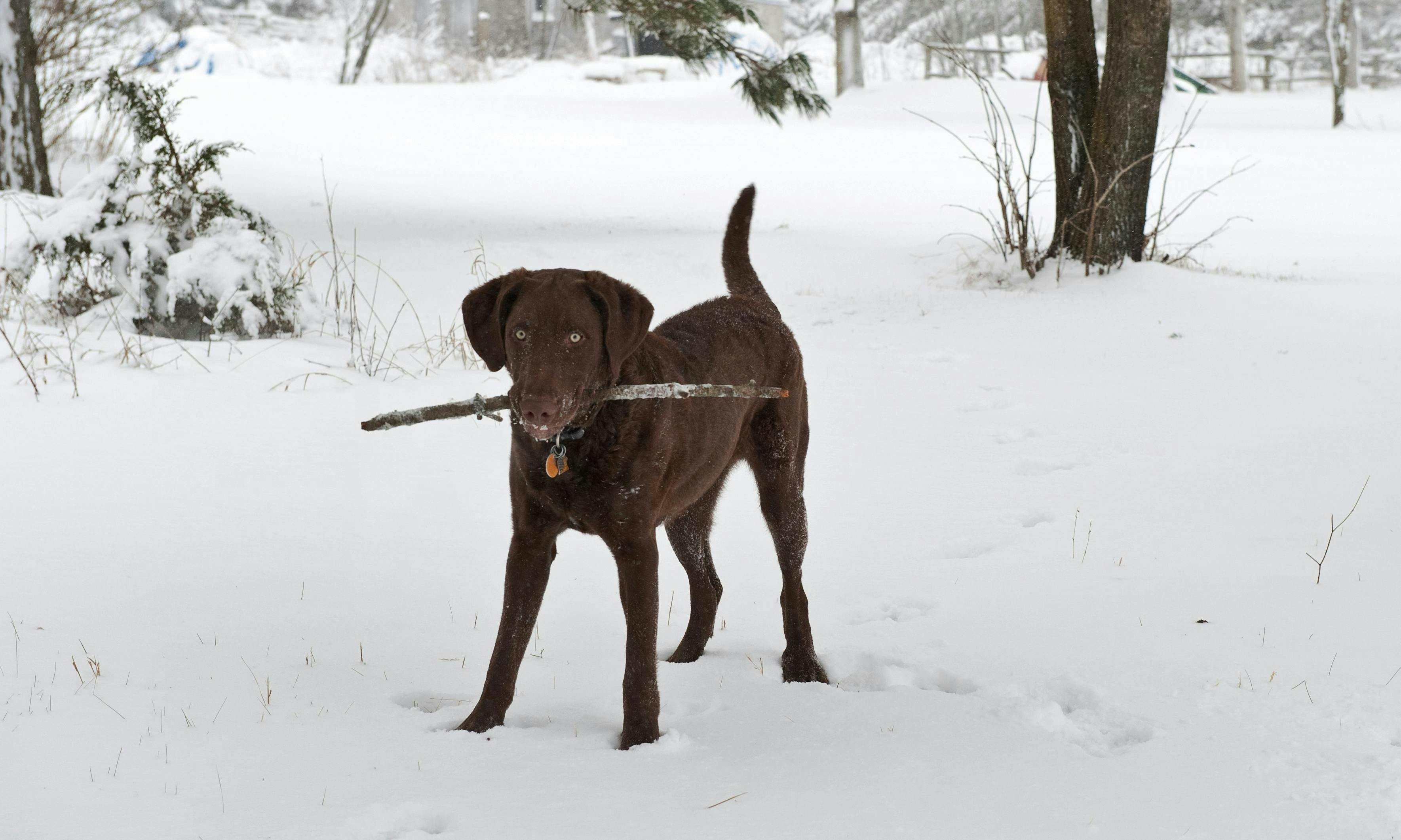 A large dog playing with a stick
