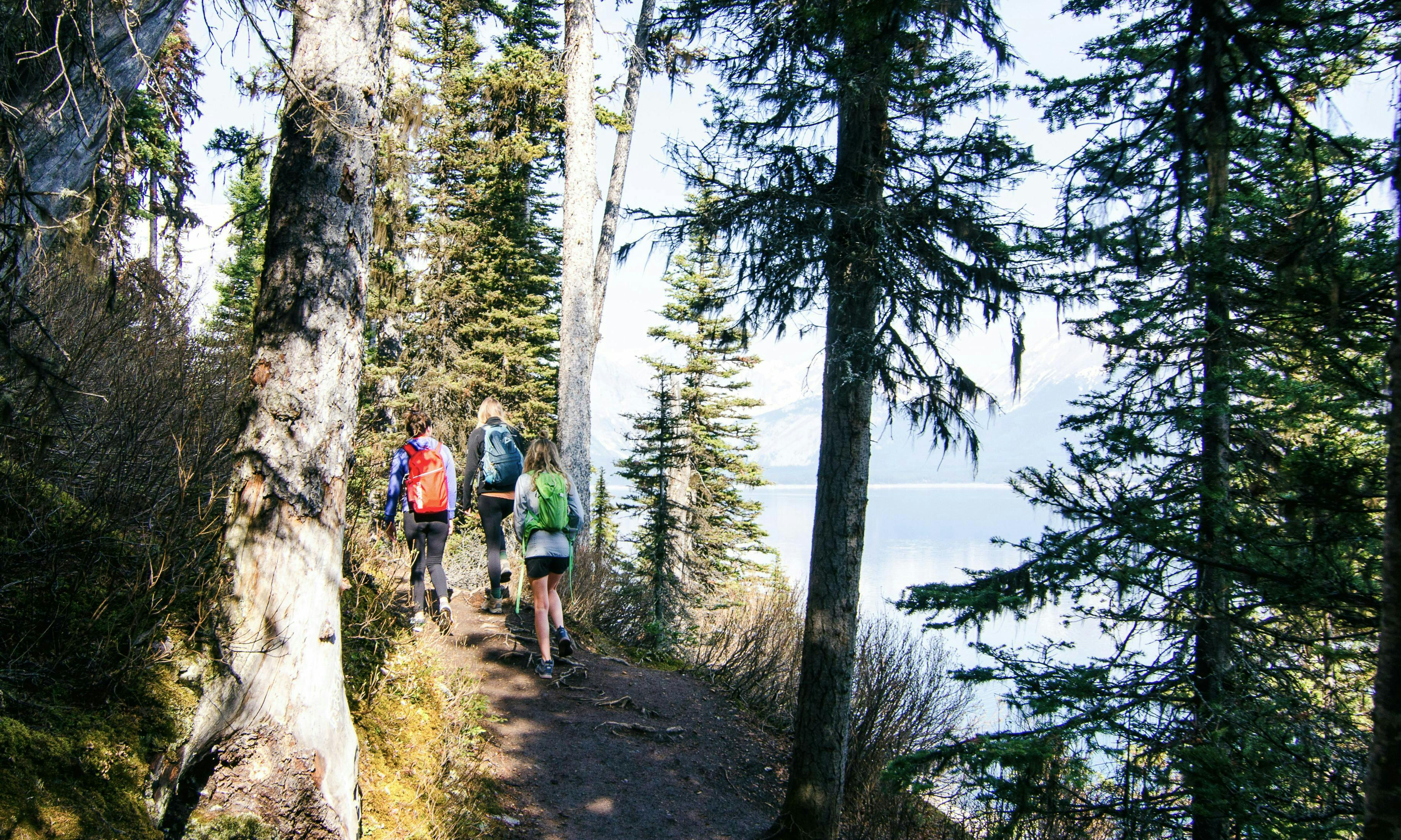 Hikers on trail with trees