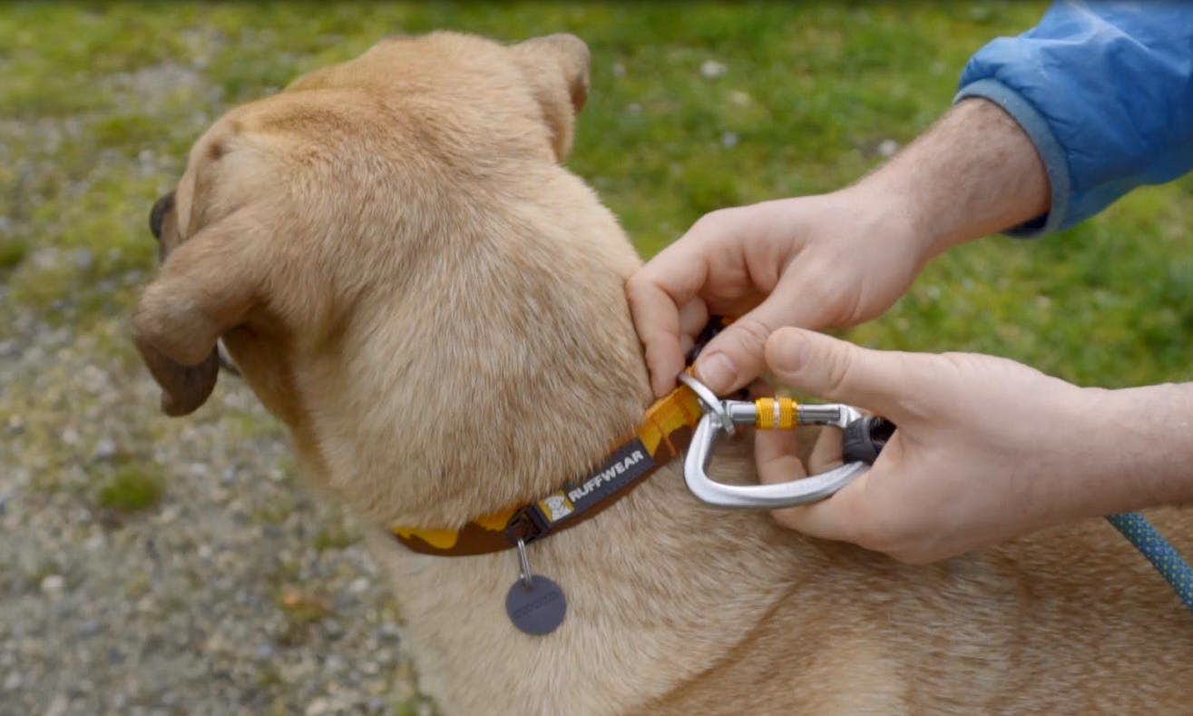 Person clipping a leash to their dog's collar