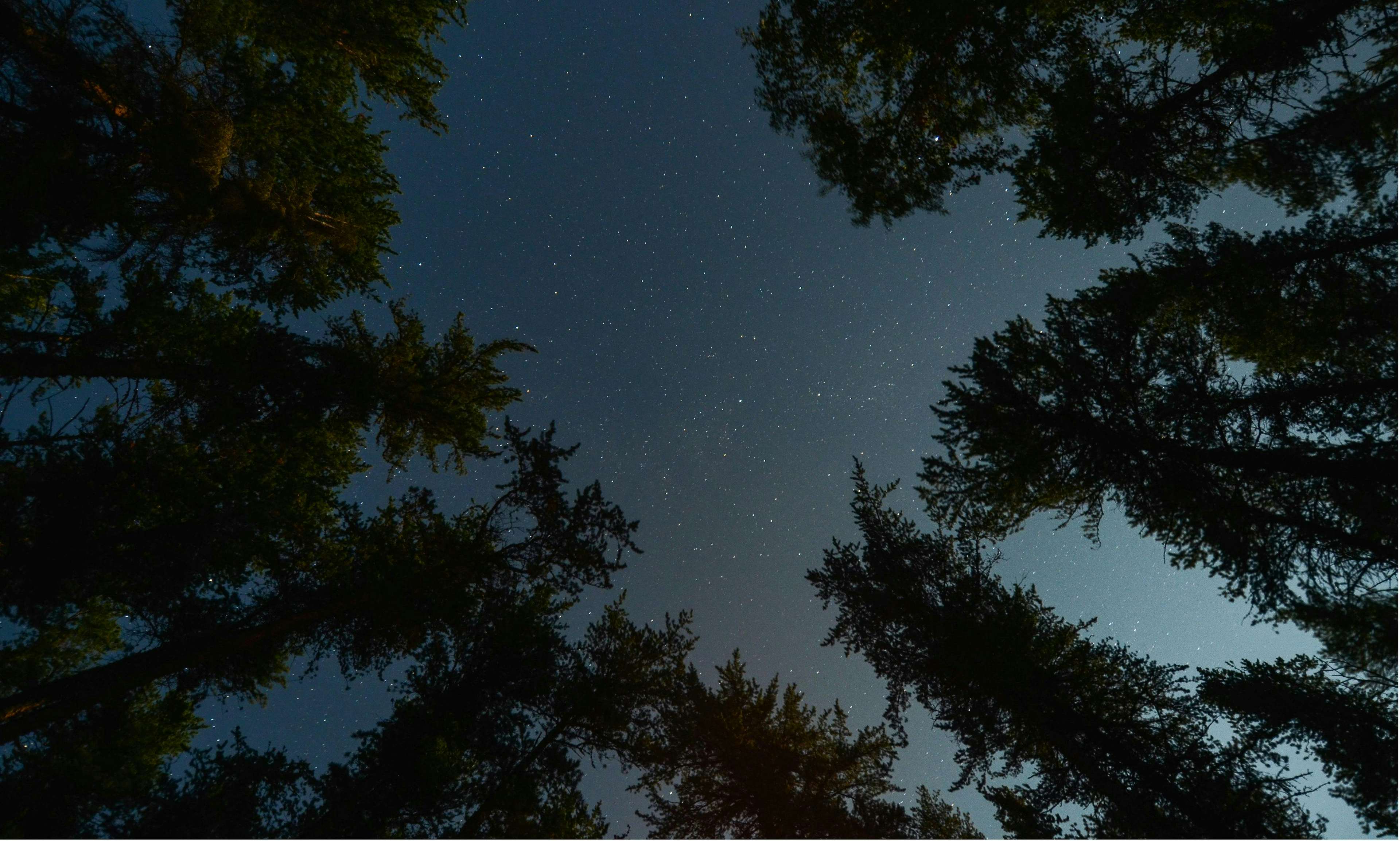 view of the stars at night from underneath evergreen trees