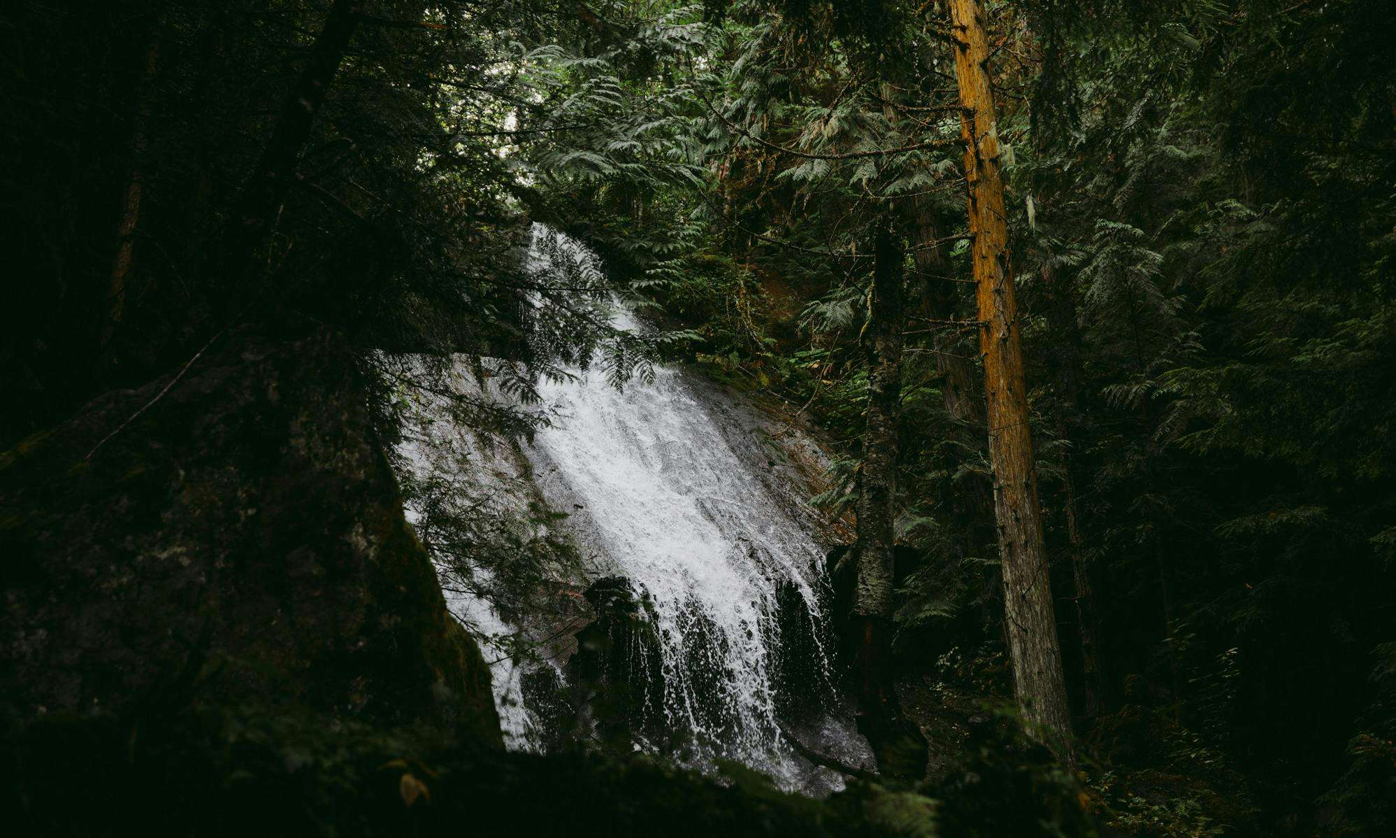 Waterfall surrounded by ferns and trees