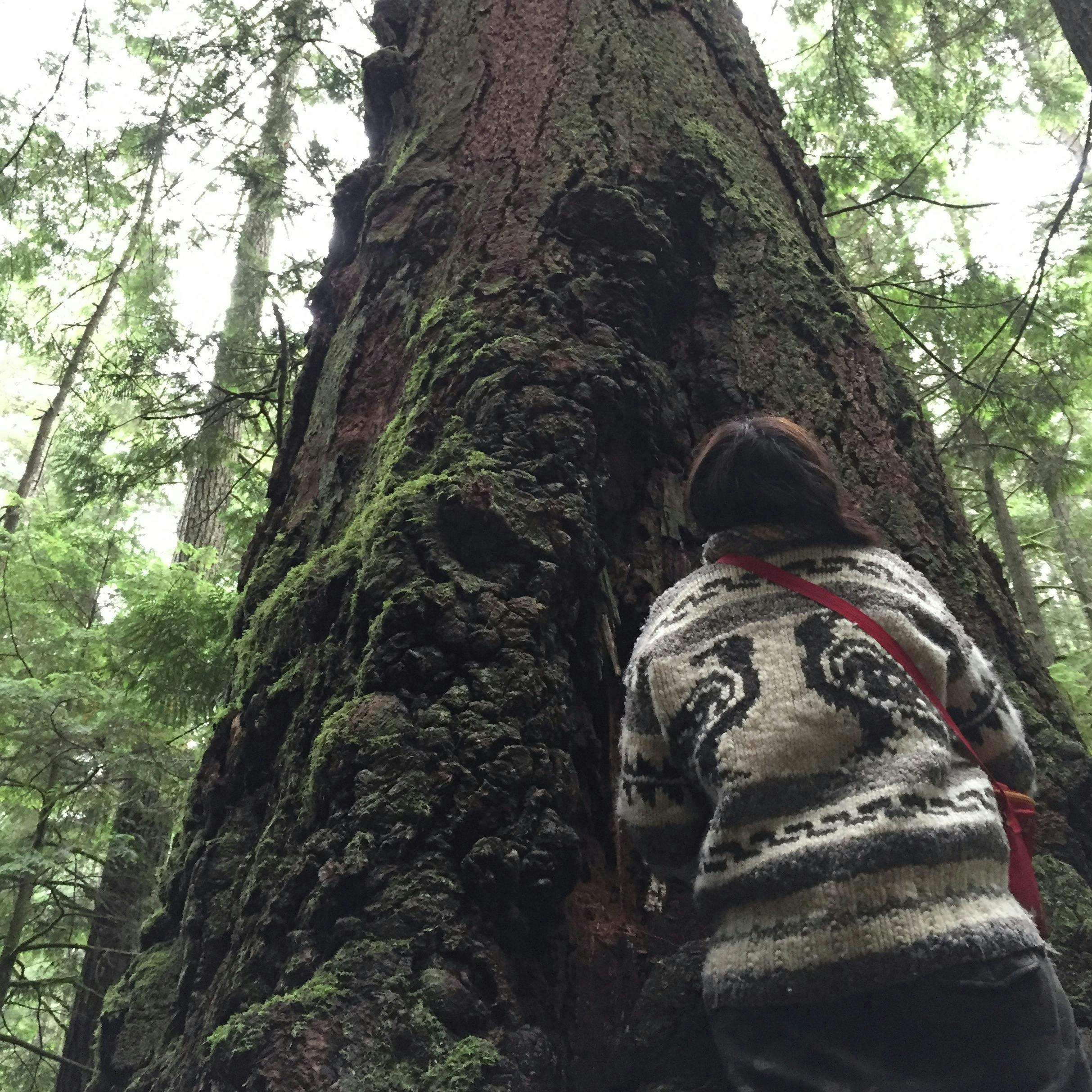 A woman in a Cowichan sweater gazes up at a large tree.