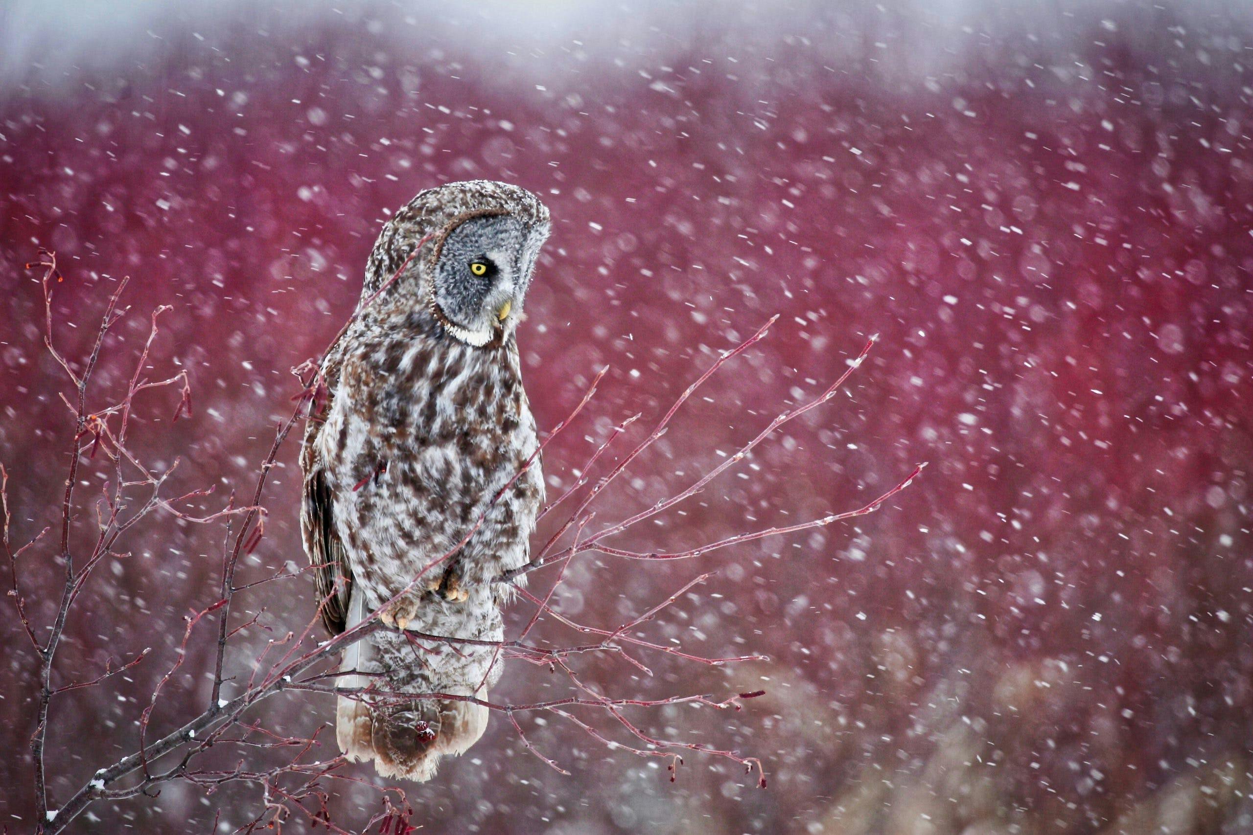 Grey owl sitting on a branch with snowflakes swirling around