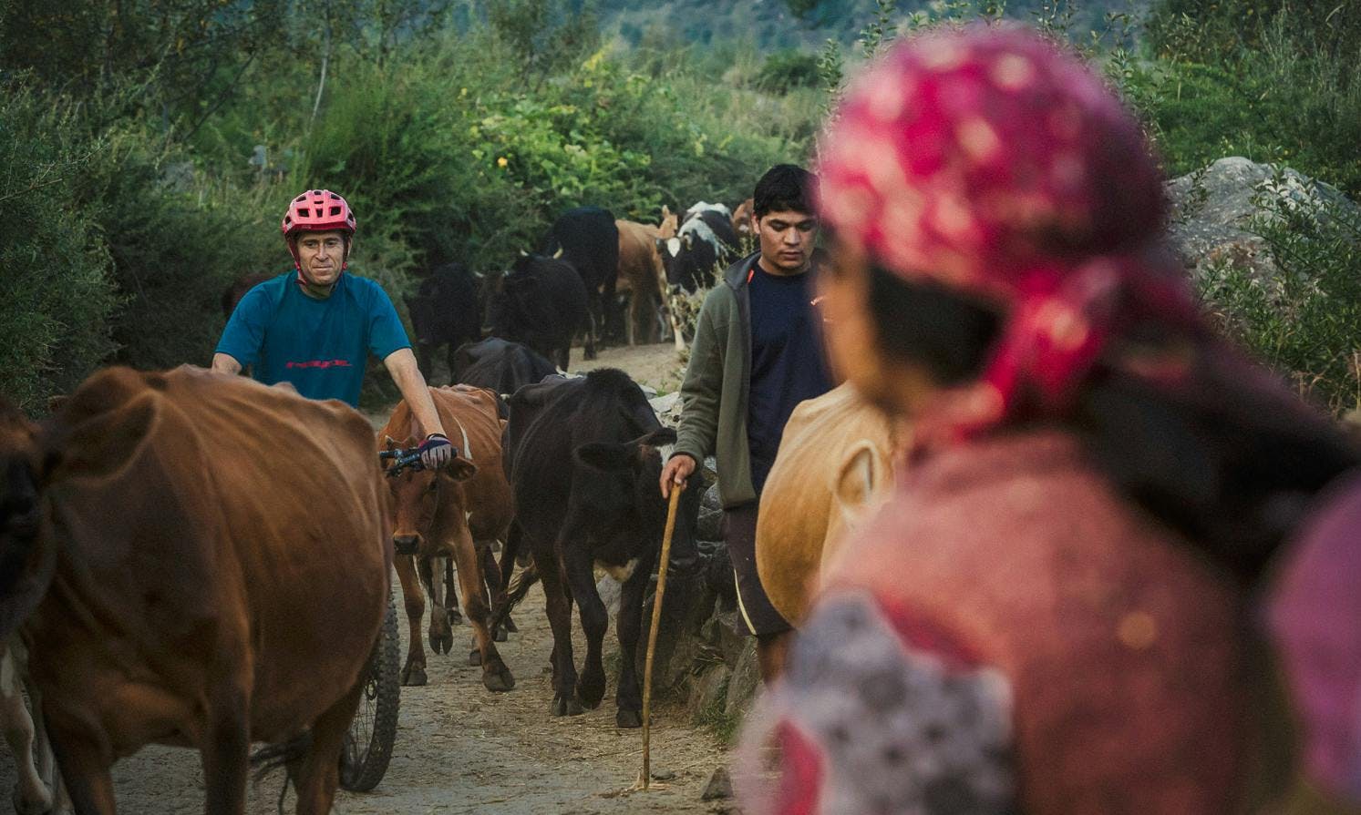 mountain biking past cows in India