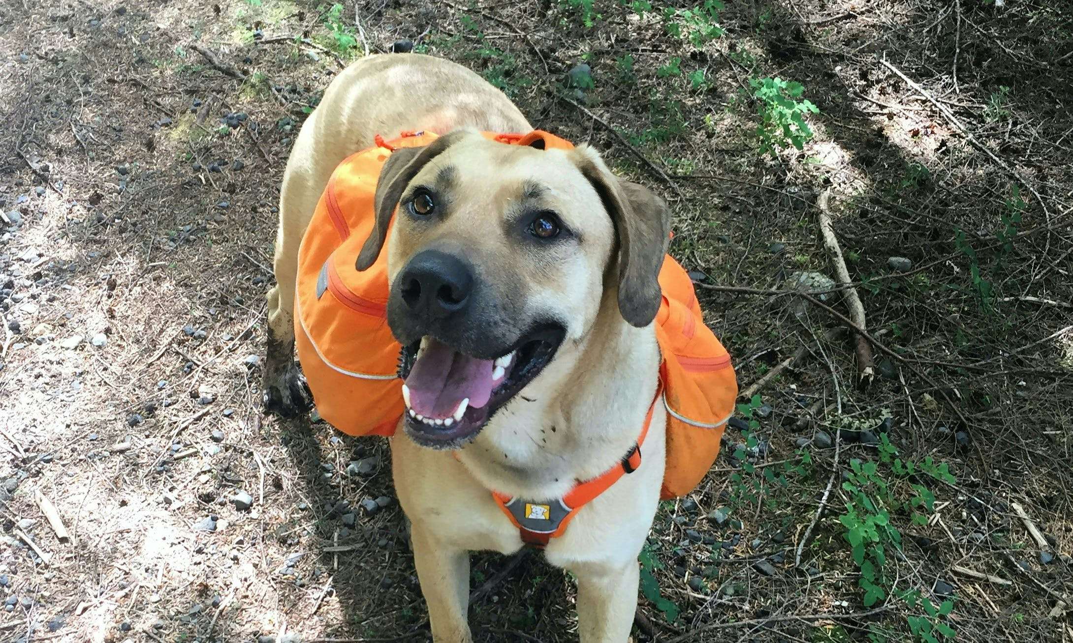 Dog wearing an orange dog backpack