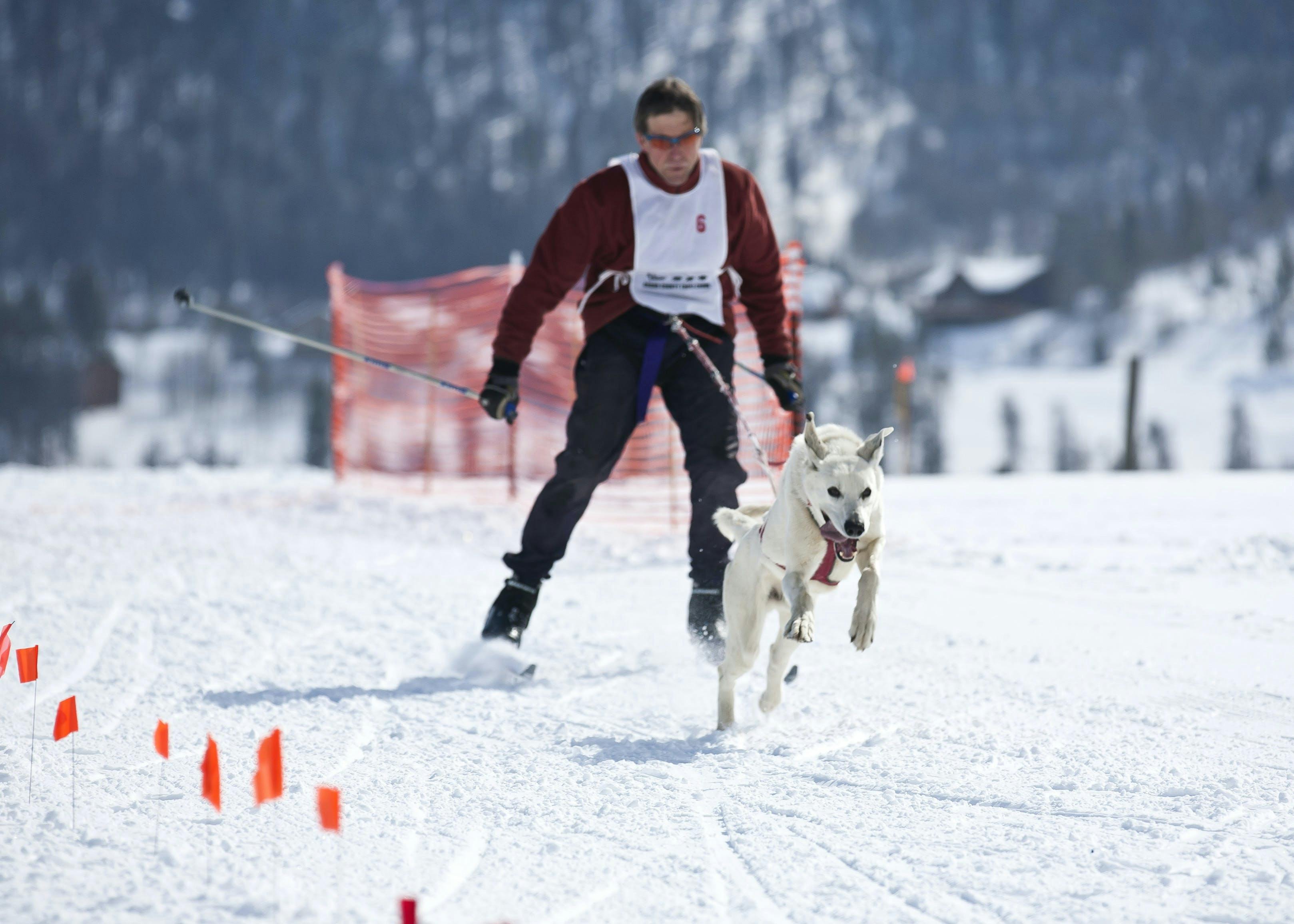 Skijoring with dog on cross-country skis