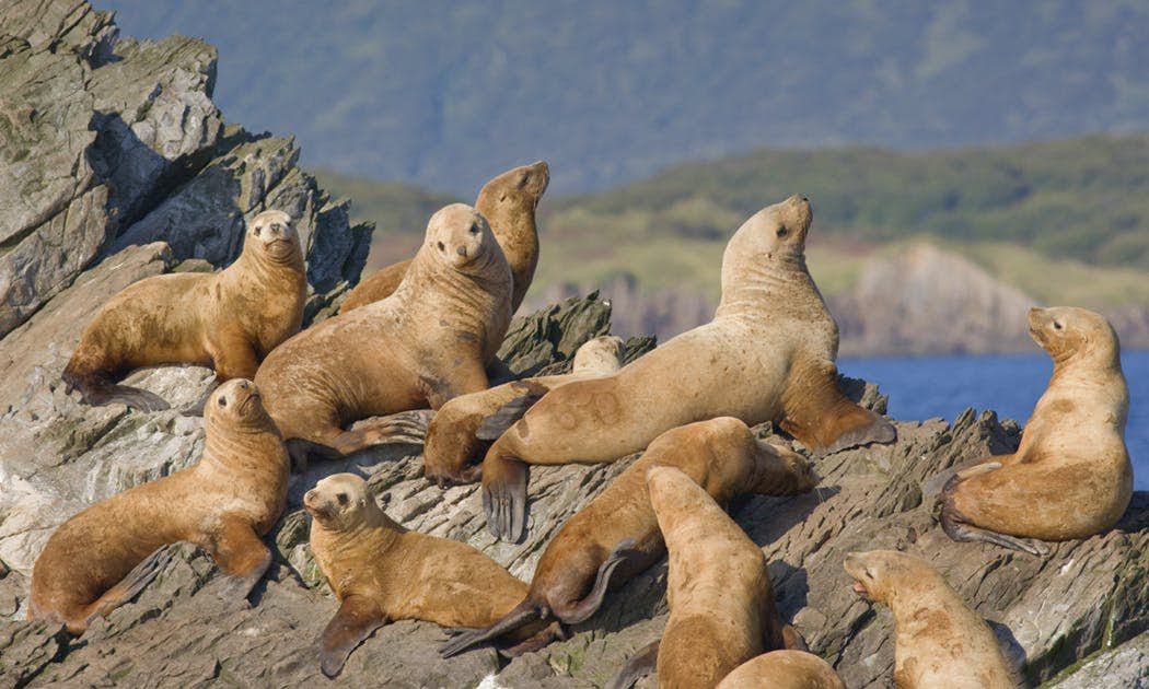 Steller sea lion colony basking on rocks in the sun