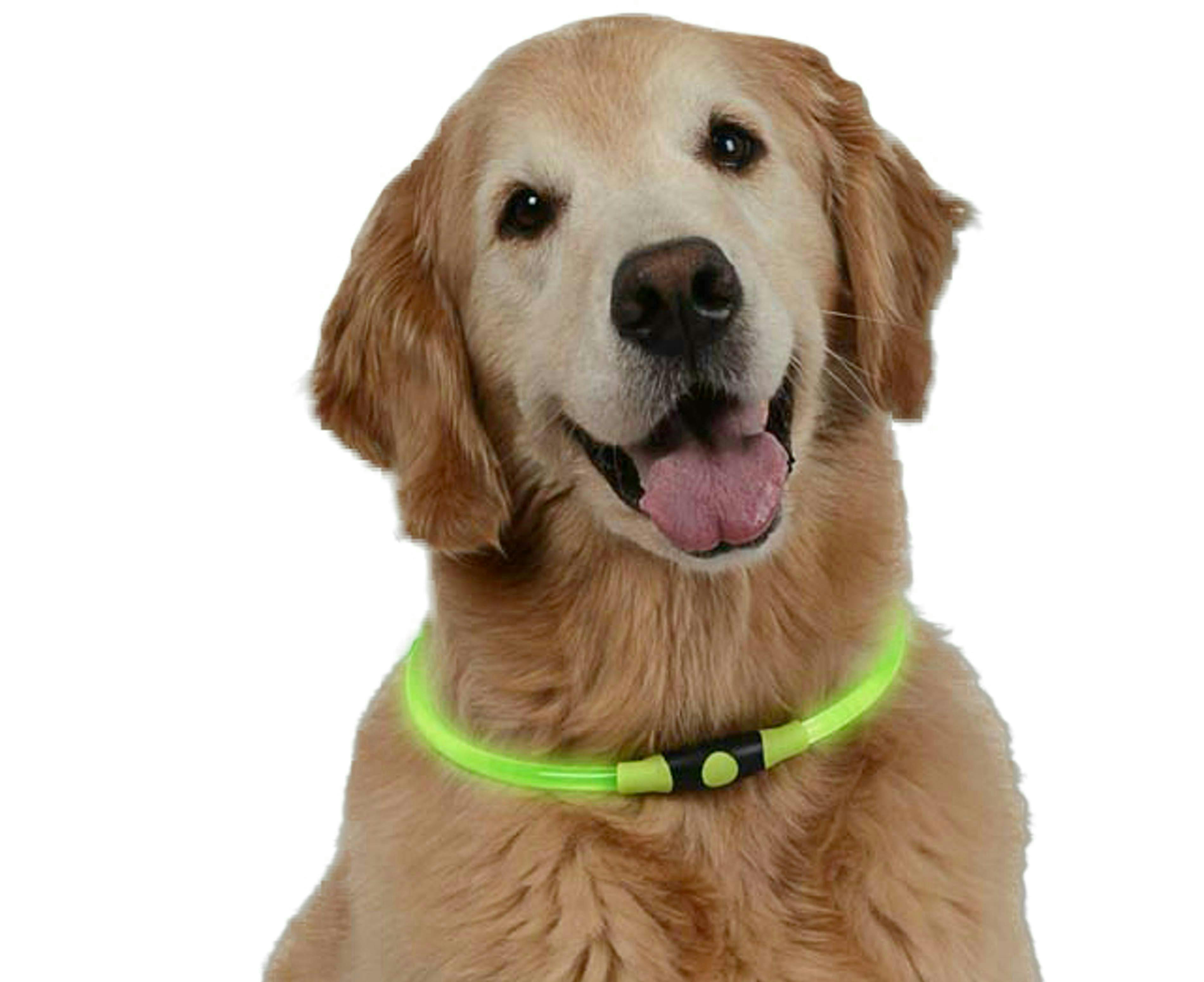 Friendly golden retriever wearing a green safety LED necklace