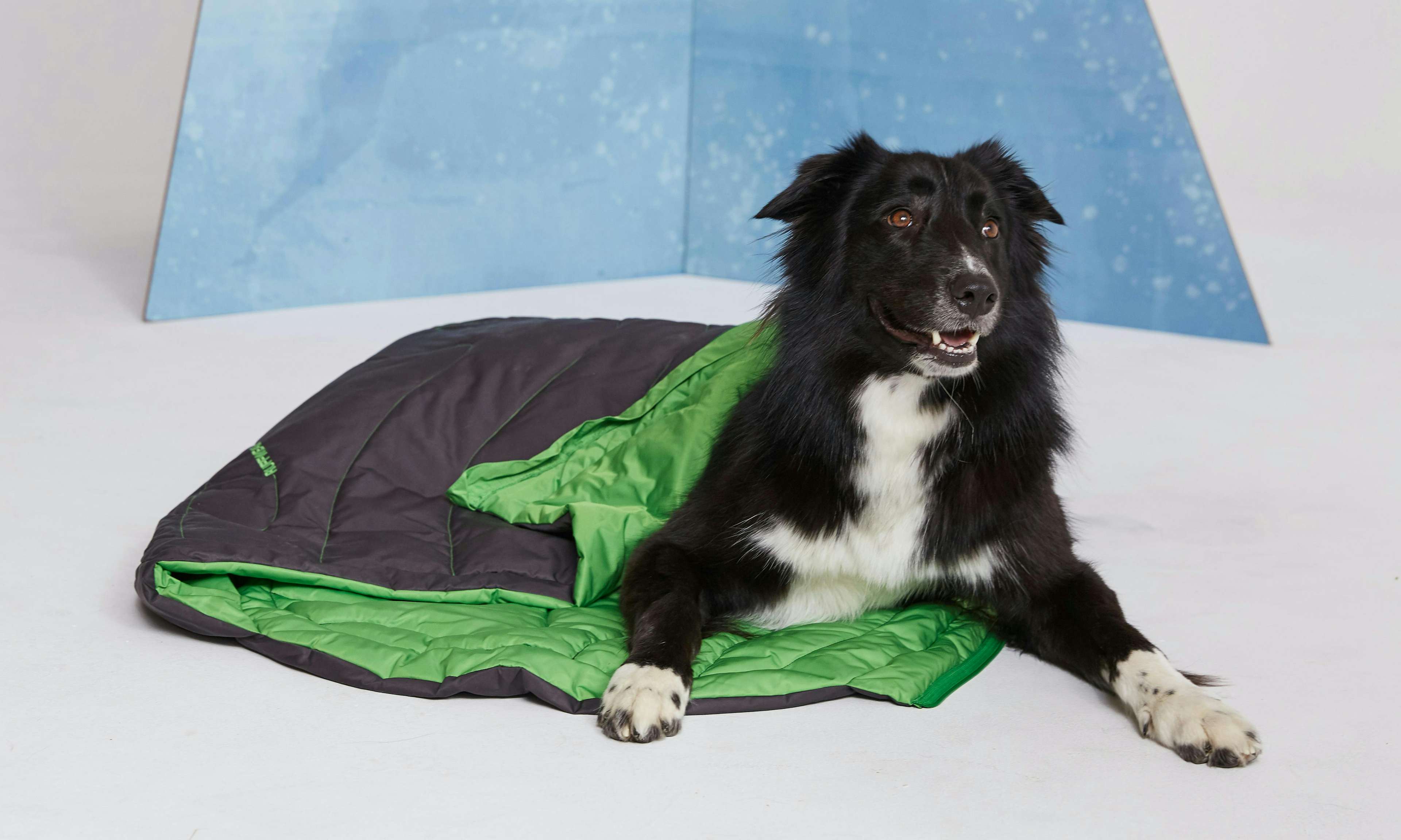 Happy dog in sleeping bag