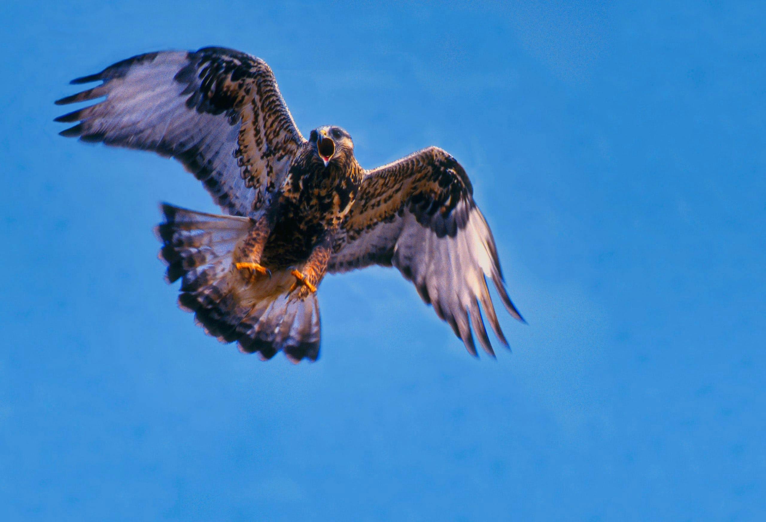 Rough-legged hawk flying in the air